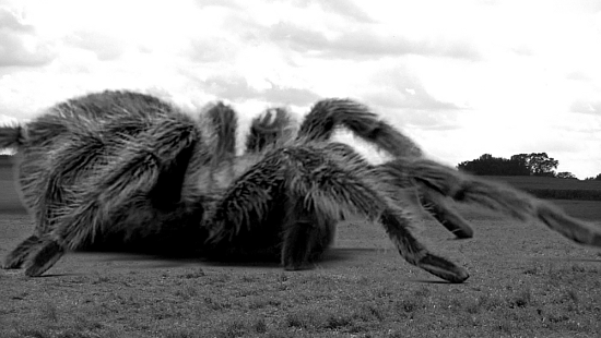 The Giant Spider!